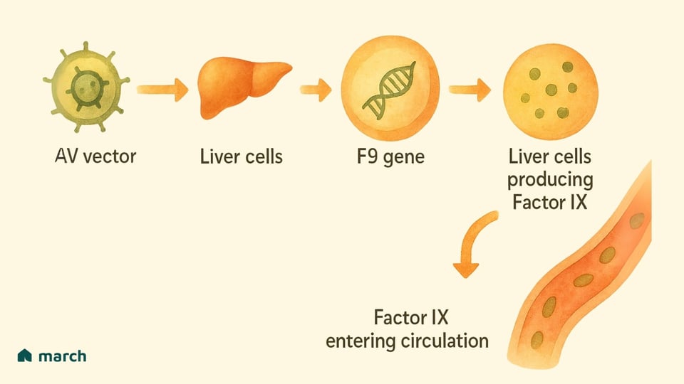 A New Horizon for Hemophilia B: Understanding the Journey of Gene Therapy